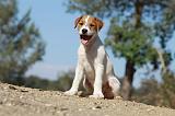 PARSON RUSSEL TERRIER 073